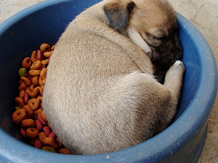 25 Puppies Asleep in Their Food Bowls - Little puggy asleep in his food bowl.