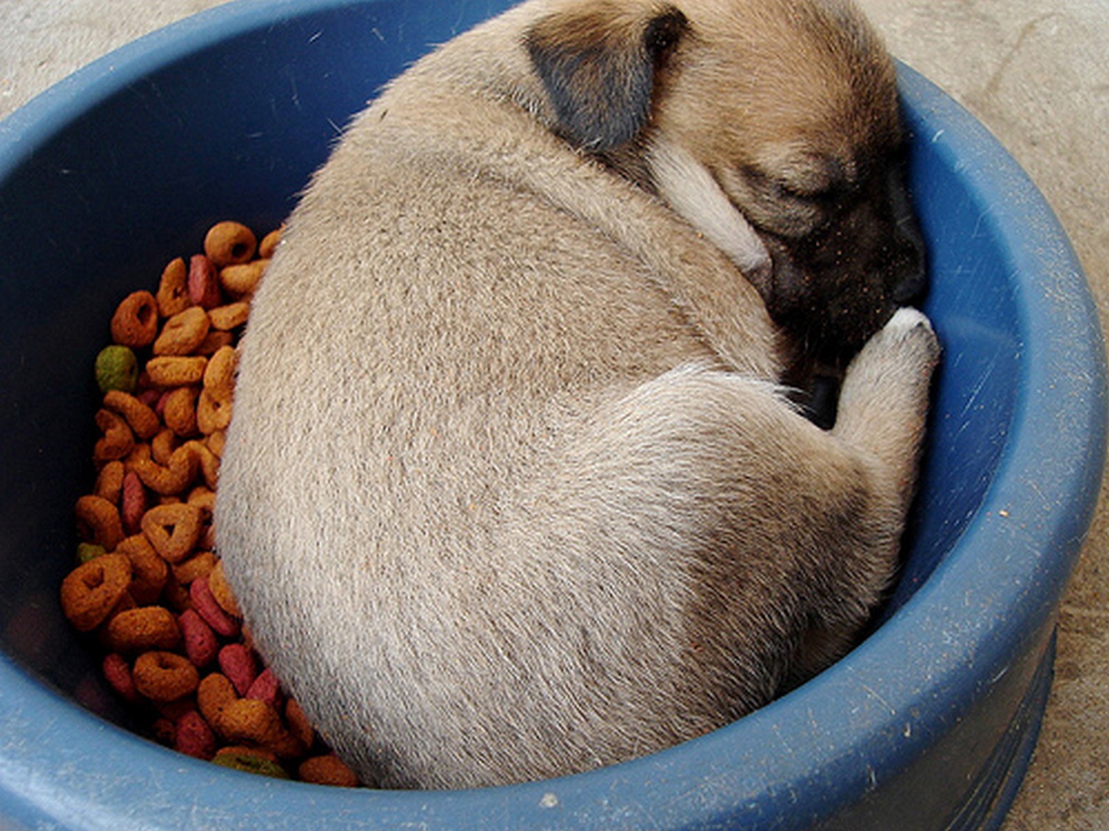 25 Adorable Dogs Asleep in Their Food Dish Is Happiness in a Bowl