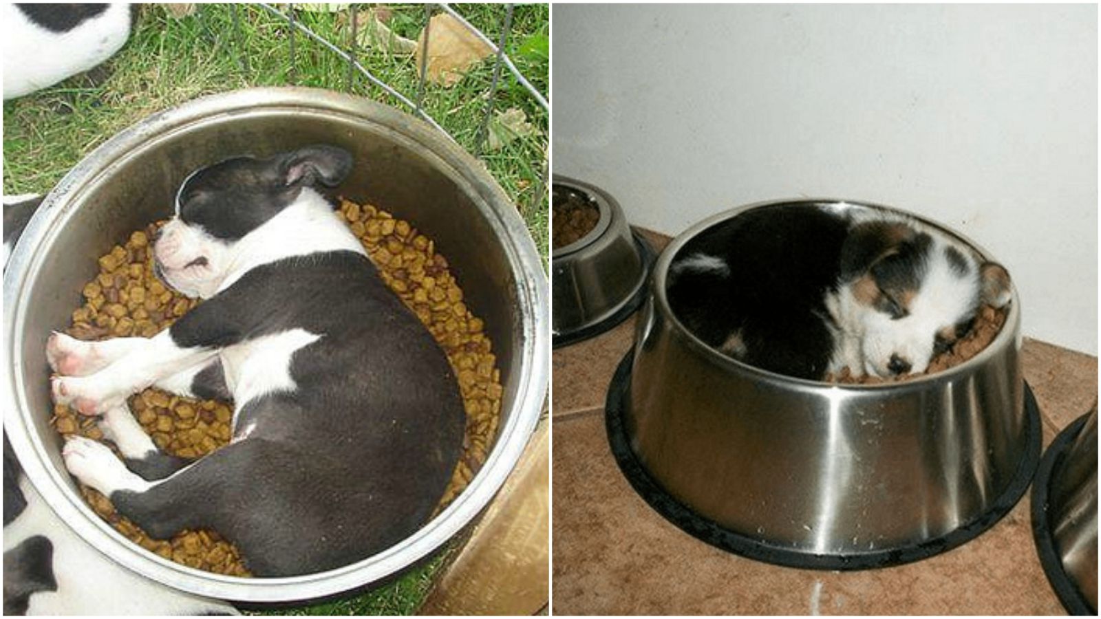 25 Adorable Dogs Asleep in Their Food Dish Is Happiness in a Bowl