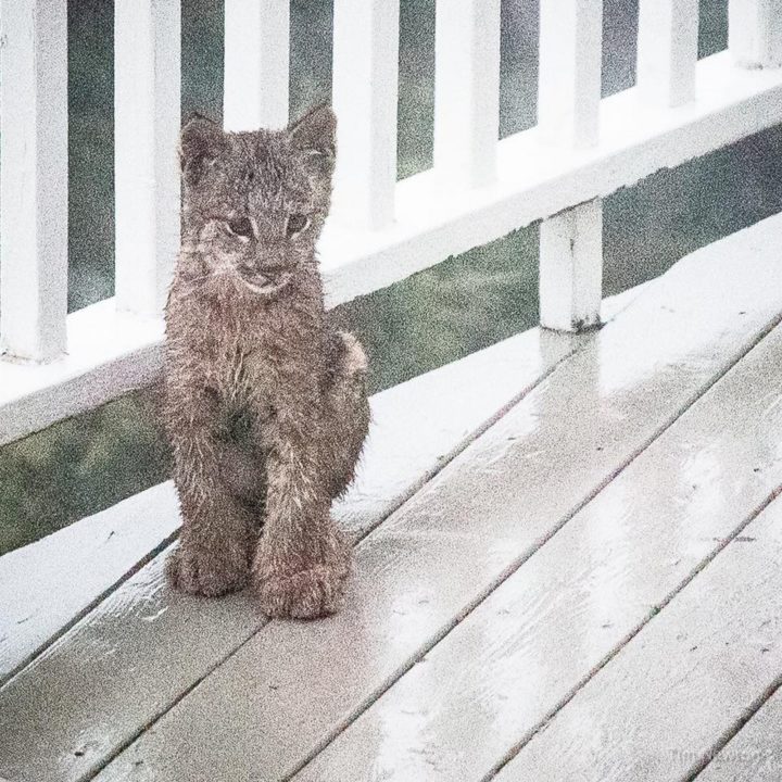 Look at the size of those lynx paws!