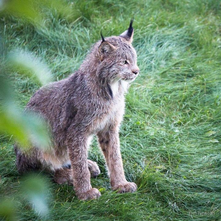 Proud mama lynx looking after her kittens while camouflaged behind some bushes.