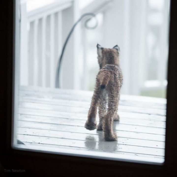 When photographer Tim Newton heard noises on his porch, he took a look and found a lynx kitten.