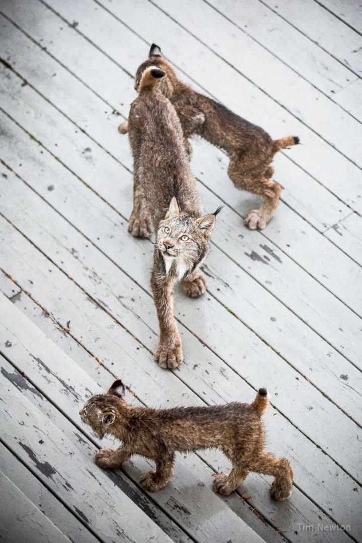 This mama lynx has her hands full with her 7 rambunctious little kittens.