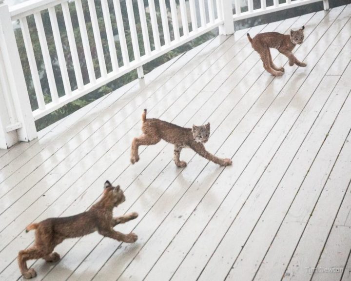 As he approached, he noticed the lynx kitten was looking at his brothers and sisters playing on the porch.
