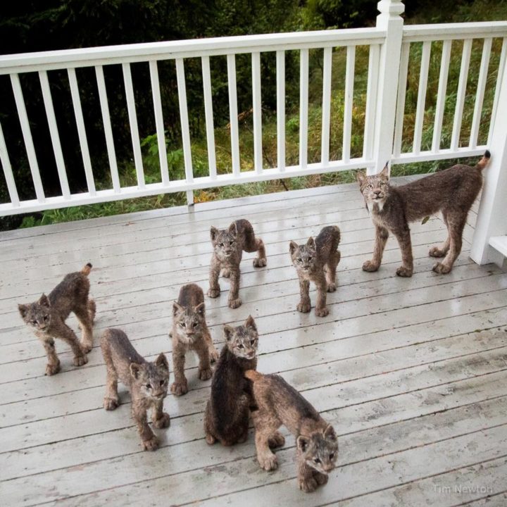 After a few minutes, she joined her lynx kittens on the porch which was a perfect opportunity for a family photo.