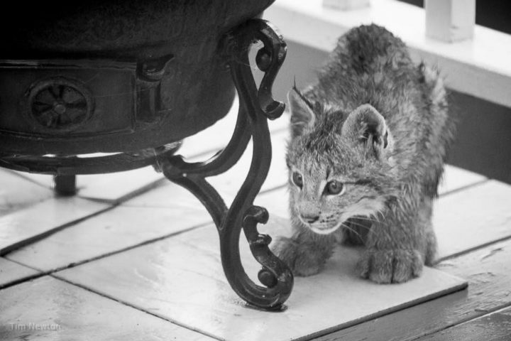Look at those gorgeous lynx eyes!