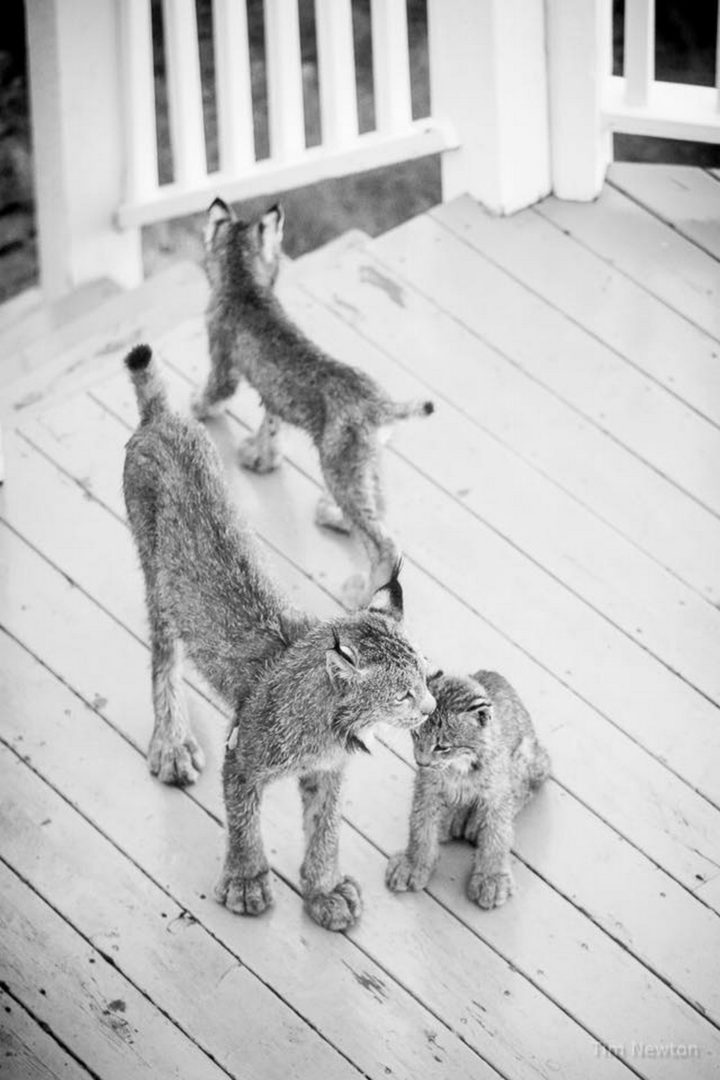 Such a precious and happy moment to share some time with a mama lynx and her family.