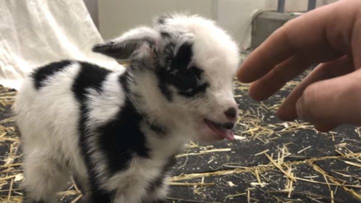 Baby Goat Makes the Cutest Noise When His Human Stops Petting Him.