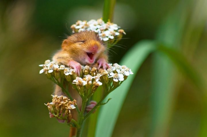 2017 Comedy Wildlife Photography Award Winners - Winner Of The Alex Walker’s Serian On The Land Category "The Laughing Dormouse" By Andrea Zampatti.
