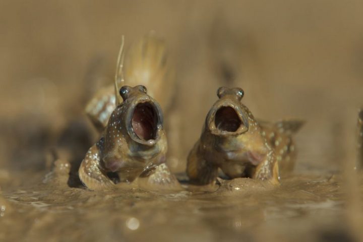 2017 Comedy Wildlife Photography Award Winners - Highly Commended "Mudskippers Got Talent" By Daniel Trim.