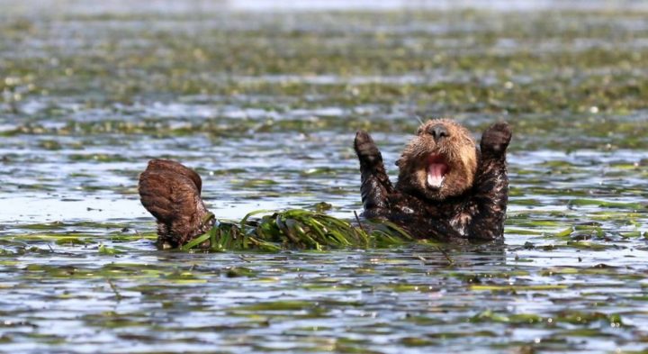 2017 Comedy Wildlife Photography Award Winners - Highly Commended "Cheering-Sea-Otter" By Penny Palmer.