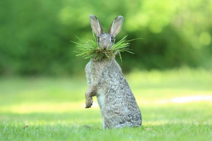 2017 Comedy Wildlife Photography Award Winners - Highly Commended "Eh What’s Up Doc?" By Olivier Colle.