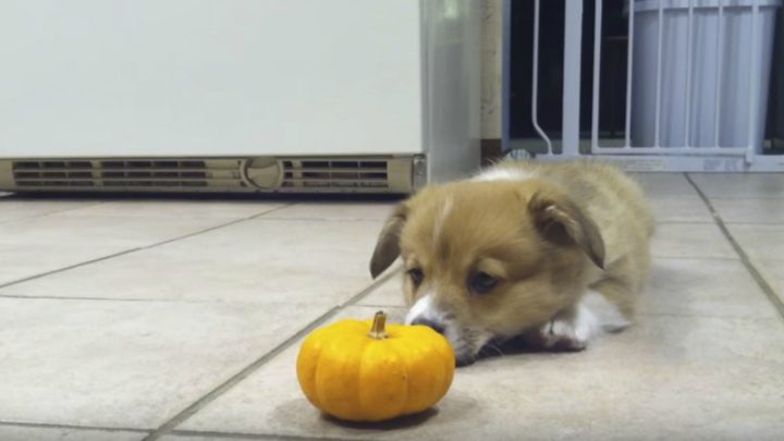8-Week-Old Corgi Puppy Meets a Mini Pumpkin for the First Time.
