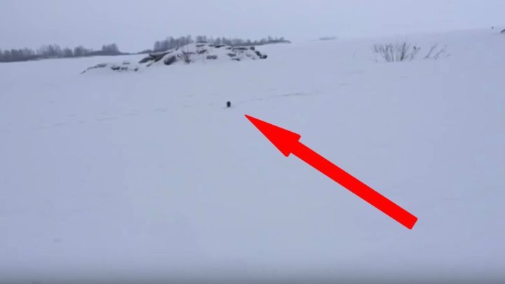 Brazen Mink Runs up to Fisherman and Takes One of His Fish.
