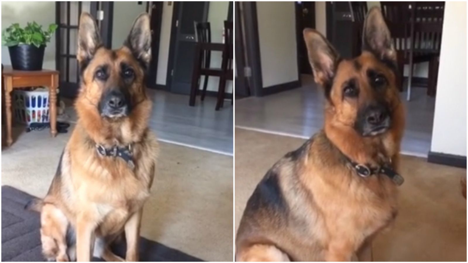 When This Dog Does Hears the Word B-A-B-Y, What She Does Is Beyond Adorable