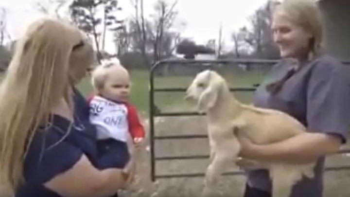 Tiny Toddler and Baby Goat Have a Real Conversation and It's Hilarious.