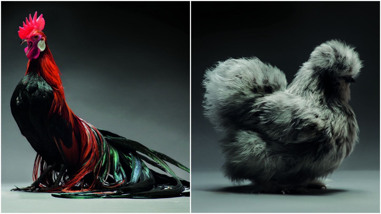 Two Amazing Photographers Take Pictures of Chickens and Showcase Their Underrated Beauty