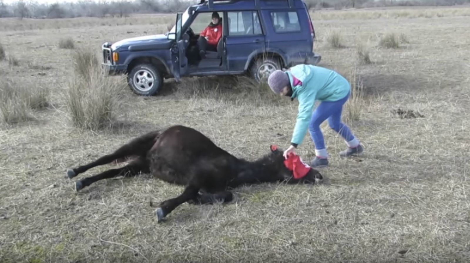 Vet Removes Chains Digging into Horse’s Legs. The Horse Says “Thank You” in the Cutest Way Possible!