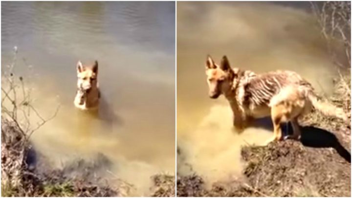 German Shepherd Throws a Tantrum When She Has to Stop Swimming.