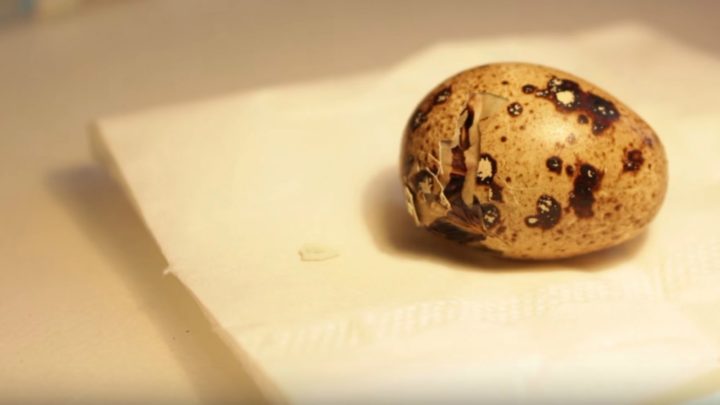 Man Buys Quail Eggs from a Supermarket and Gets One to Hatch.