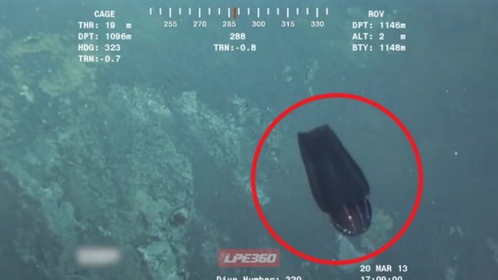 Divers Find Alien-Like Sea Creature with a Colorful Disco Ball Head.