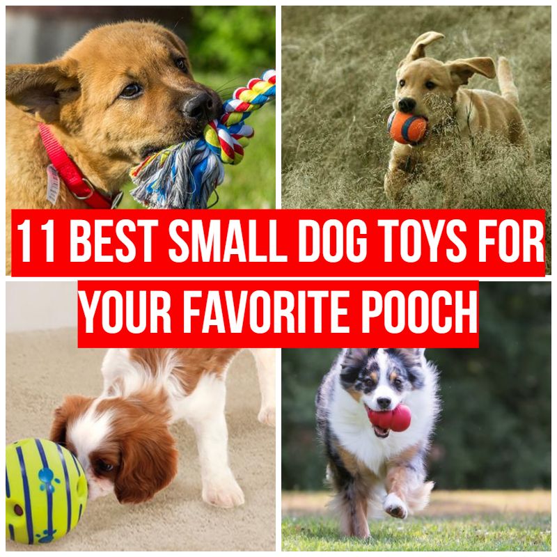 11 Best Small Dog Toys for Your Favorite Little Pooch
