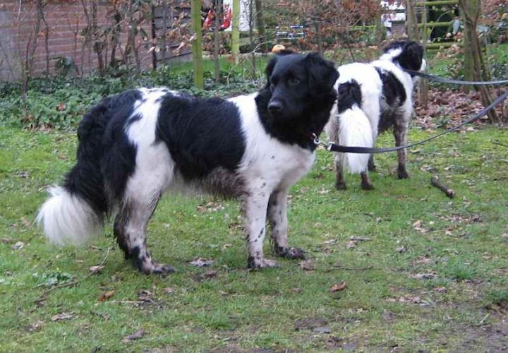23 Rare Dog Breeds - Stabyhoun