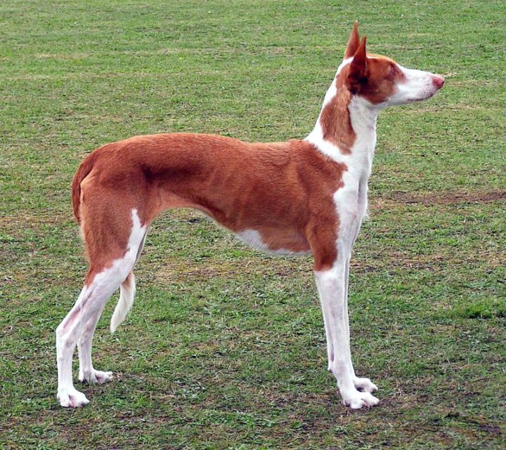 23 Rare Dog Breeds - Ibizan Hound.