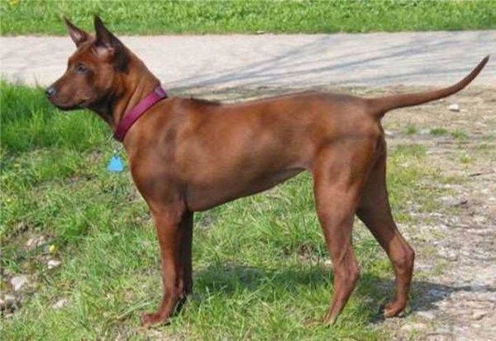 23 Rare Dog Breeds - Thai Ridgeback.