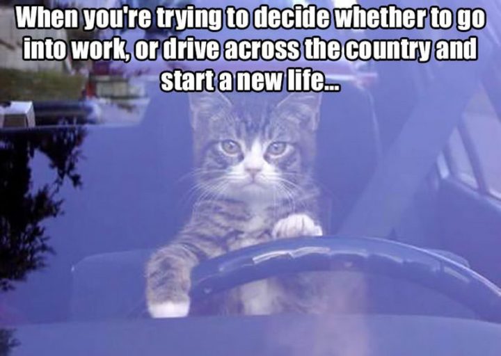 47 Funny Work Memes - Quando stai cercando di decidere se andare al lavoro o guidare attraverso il paese e iniziare una nuova vita...'re trying to decide whether to go to work or drive across the country and start a new life..."