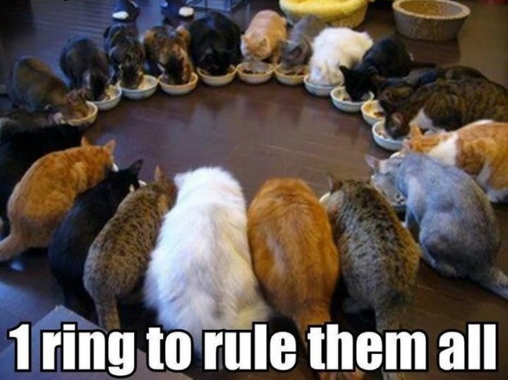 55 Funny Cat Memes - "1 ring to rule them all."