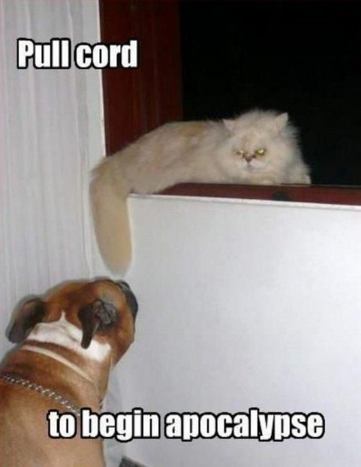 55 Funny Cat Memes - "Pull cord to begin apocalypse."