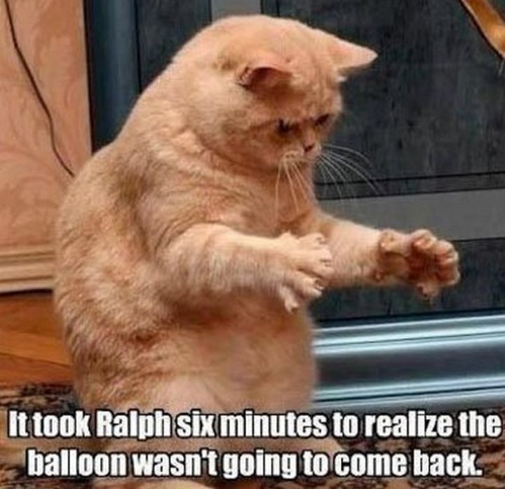 55 Funniest Cat Memes Ever 03 720x697 