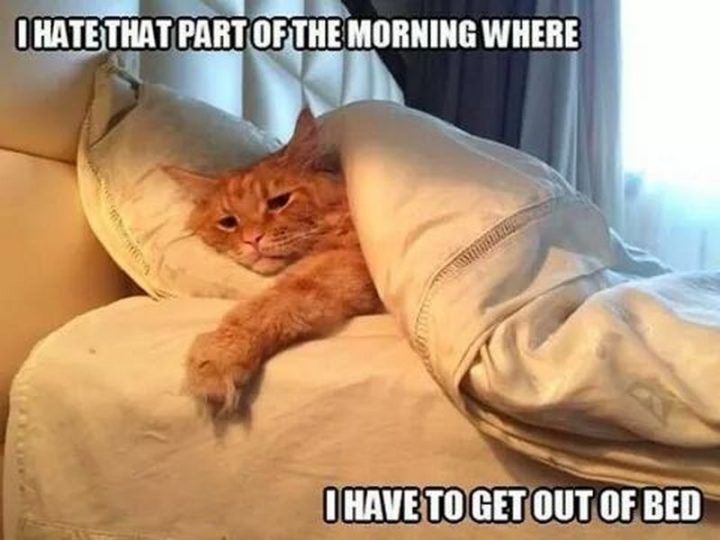 55 Funny Cat Memes - "I hate that part of the morning where I have to get out of bed."