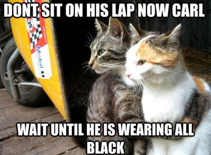 55 Funny Cat Memes - "Don't sit on his lap now Carl, wait until he is wearing all black."