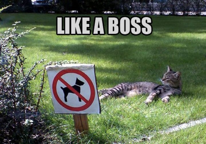 55 Funny Cat Memes - "Like a boss."