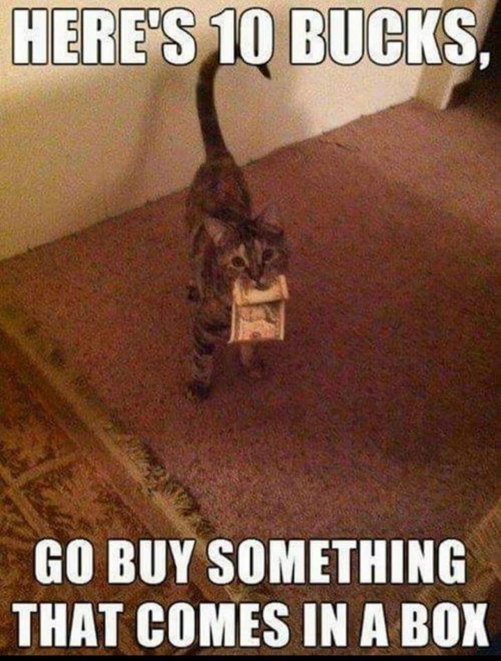 55 Funny Cat Memes - "Here's 10 bucks, go buy something that comes in a box."