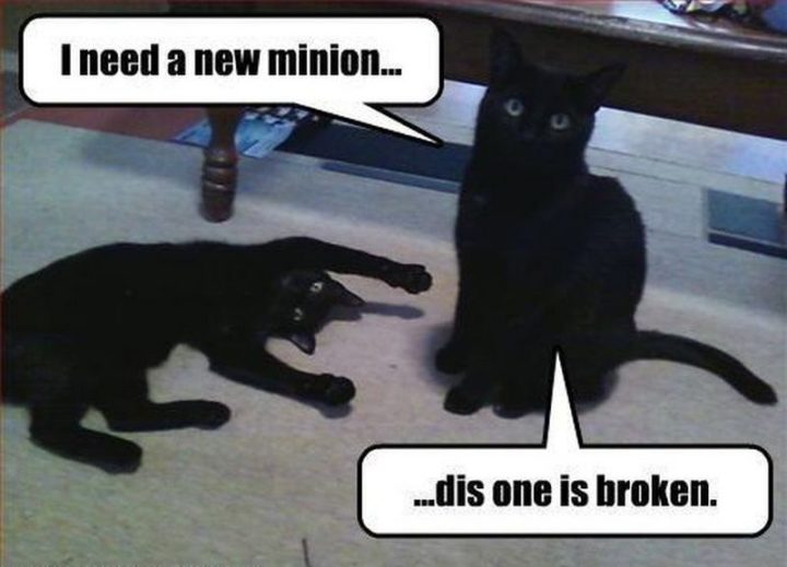 55 Funny Cat Memes - "I need a new minion...dis one is broken."