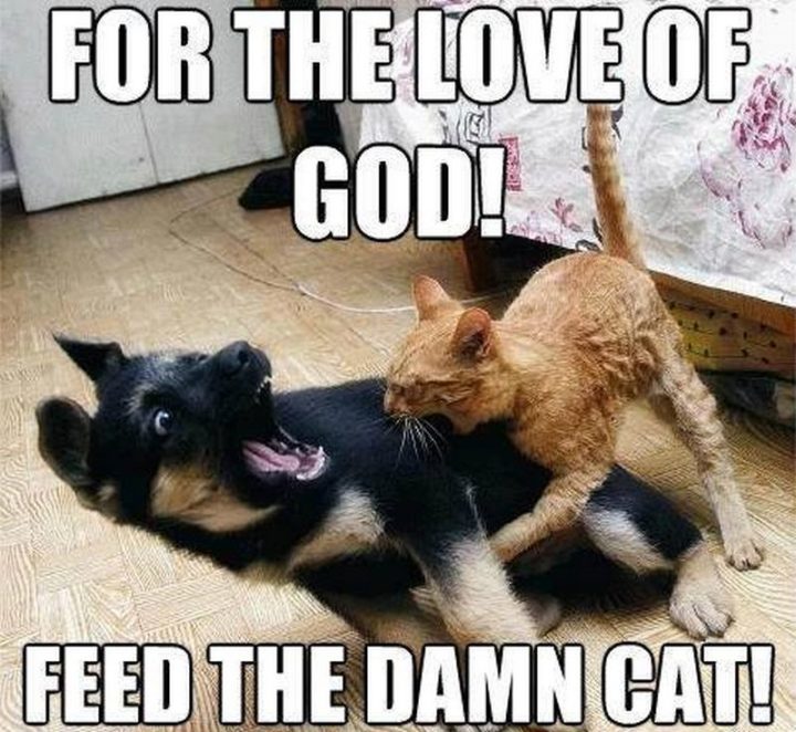 "For the love of god! Feed the damn cat!"