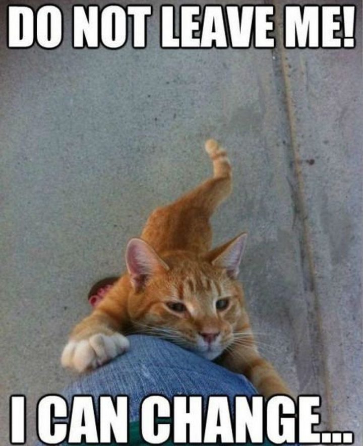 55 Funny Cat Memes - "Do not leave me! I can change..."