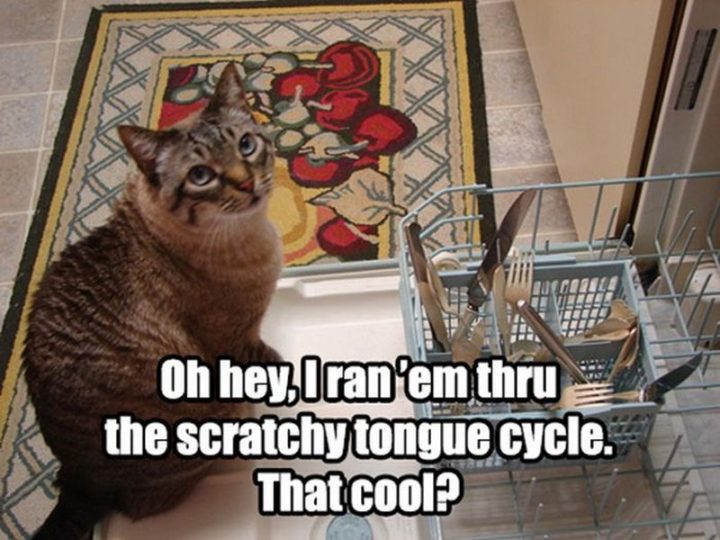 55 Funny Cat Memes - "Oh hey, I ran 'em thru the scratchy tongue cycle. That cool?"