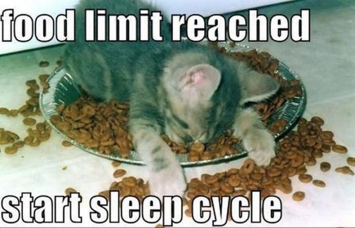 55 Funny Cat Memes - "Food limit reached. Start sleep cycle."