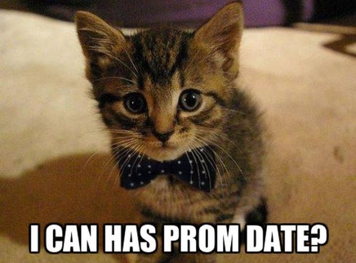 55 Funny Cat Memes - "I can has prom date?"