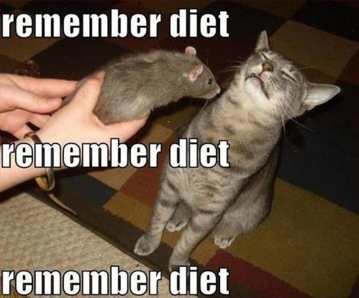 55 Funny Cat Memes - "Remember diet."