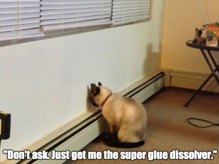 55 Funny Cat Memes - "Don't ask. Just get me the super glue dissolver."