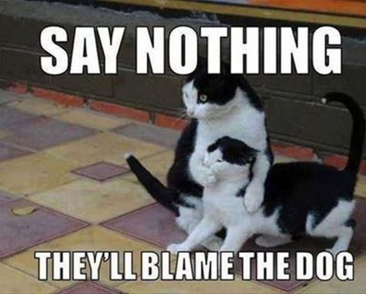 55 Funny Cat Memes - "Say nothing. They'll blame the dog."