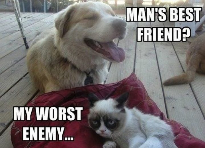 55 Funny Cat Memes - "Man's best friend? My worst enemy..."