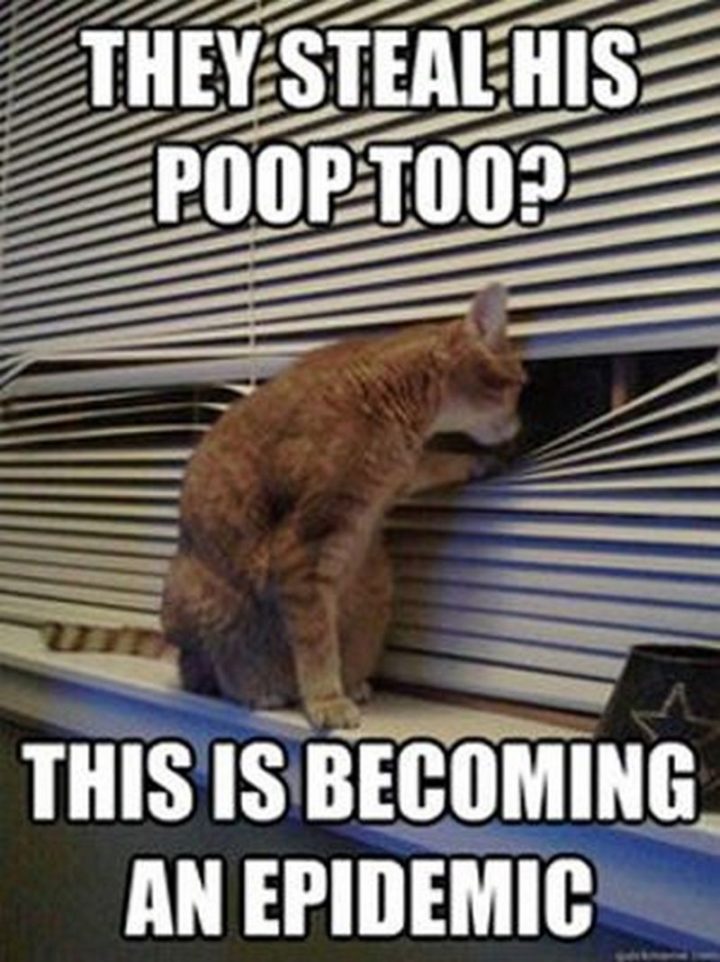 55 Funny Cat Memes - "They steal his poop too? This is becoming an epidemic."