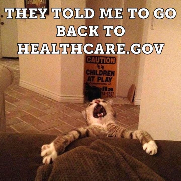 55 Funny Cat Memes - "They told me to go back to healthcare.gov"