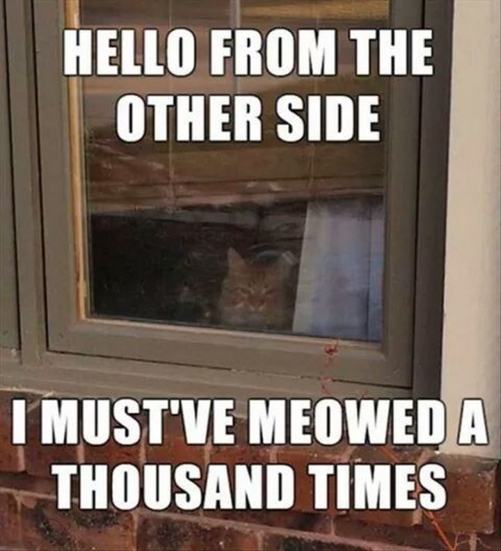 55 Funny Cat Memes - "Hello from the other side. I must've meowed a thousand times."
